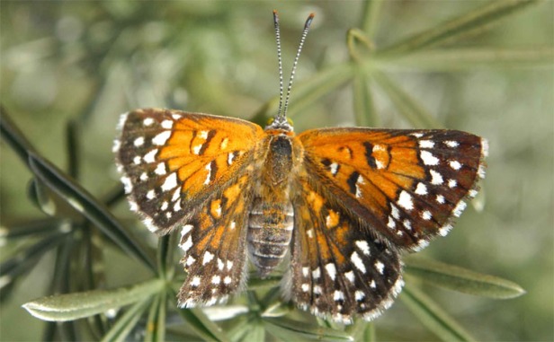 Lange’s Metalmark Butterfly (Apodemia mormo langei)